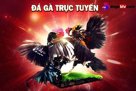 Đá Gà Trực Tiếp Thomo 24/7 ️ DAGABLV.COM [Live Ngày .
